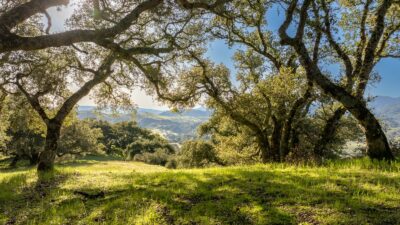 10 - 52_Chamisal_Pass_020 - © Canning Properties Group 2025
