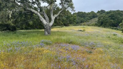 11 8 Corral Run - © Carmel Realty Company 2025