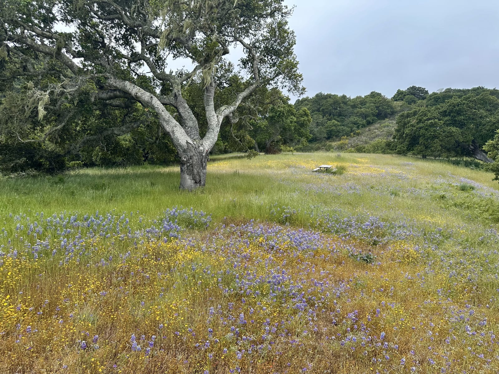11 8 Corral Run - © Carmel Realty Company 2025
