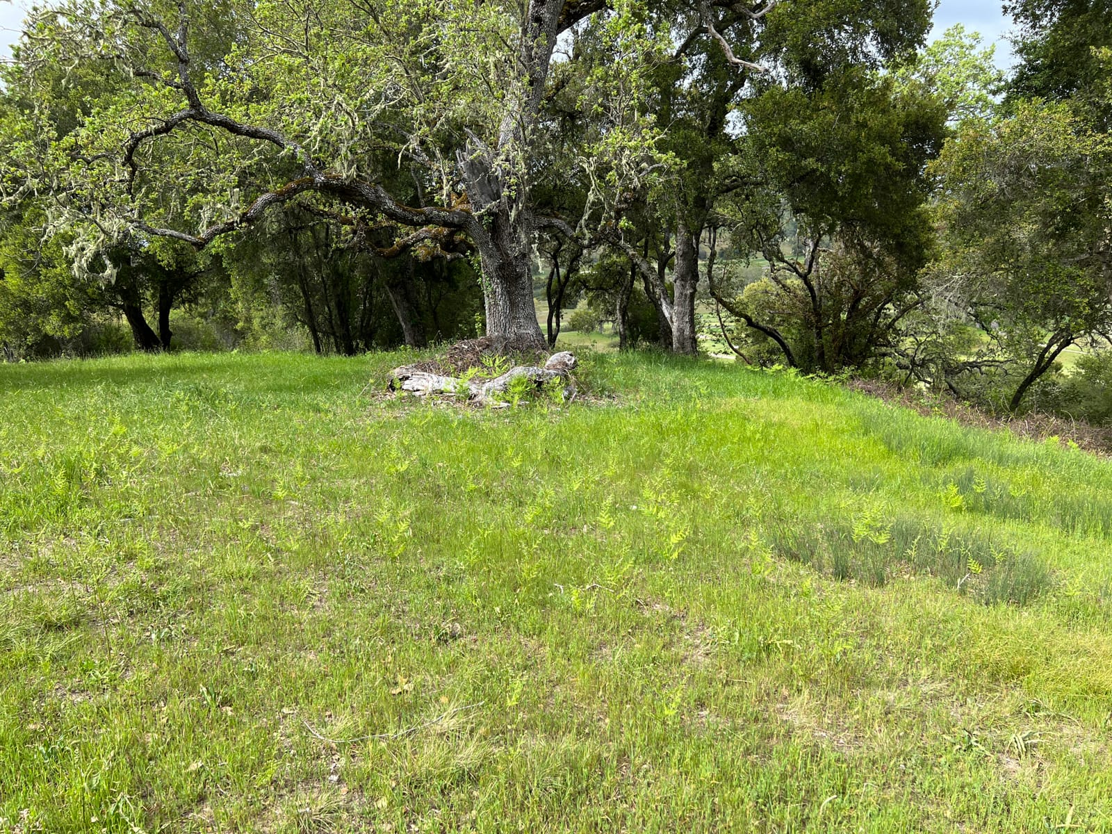 13 Long Ridge Trail - IMG_7991 - © Coldwell Banker Realty 2025