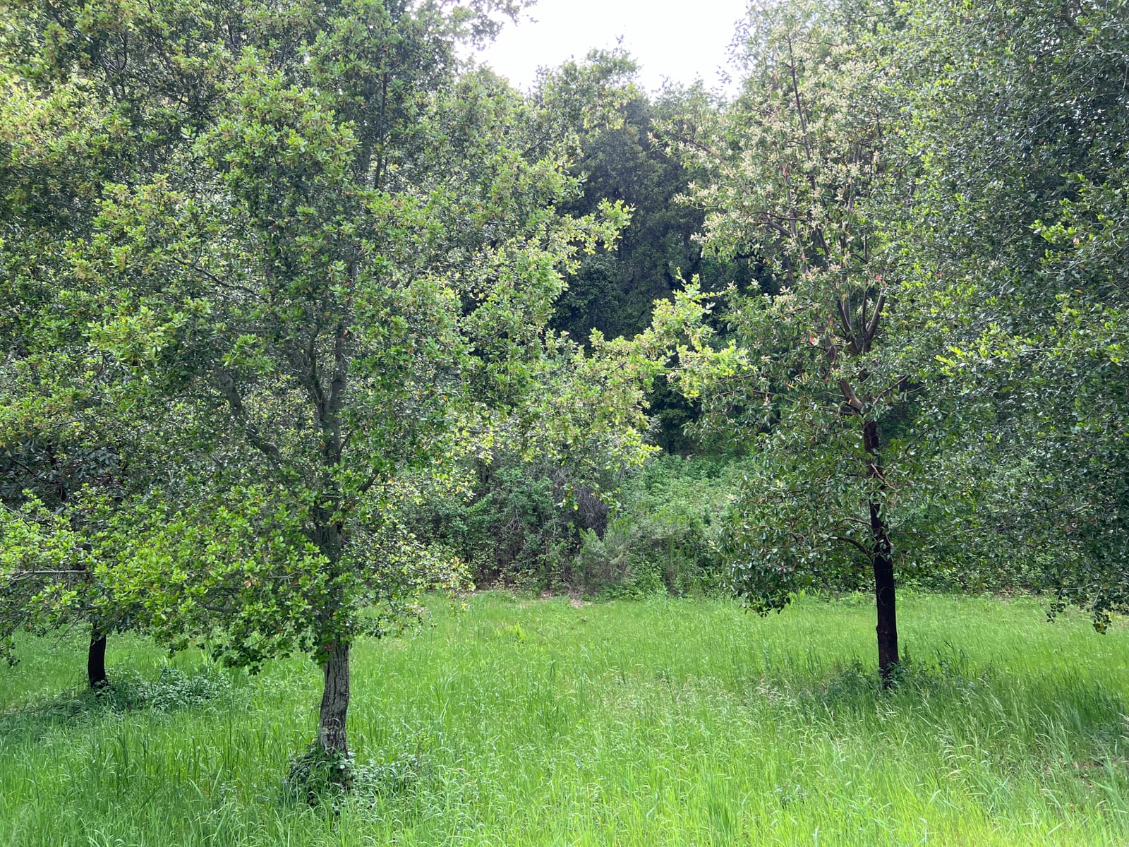 13 Long Ridge Trail - IMG_8004 - © Coldwell Banker Realty 2025