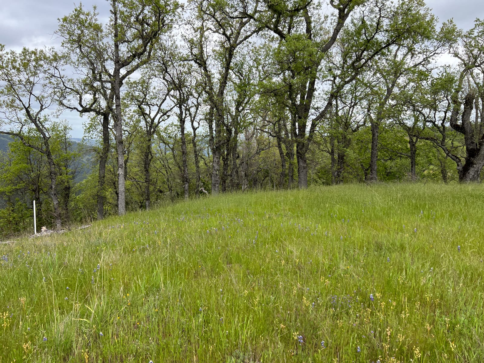 13 Long Ridge Trail - IMG_8037 - © Coldwell Banker Realty 2025