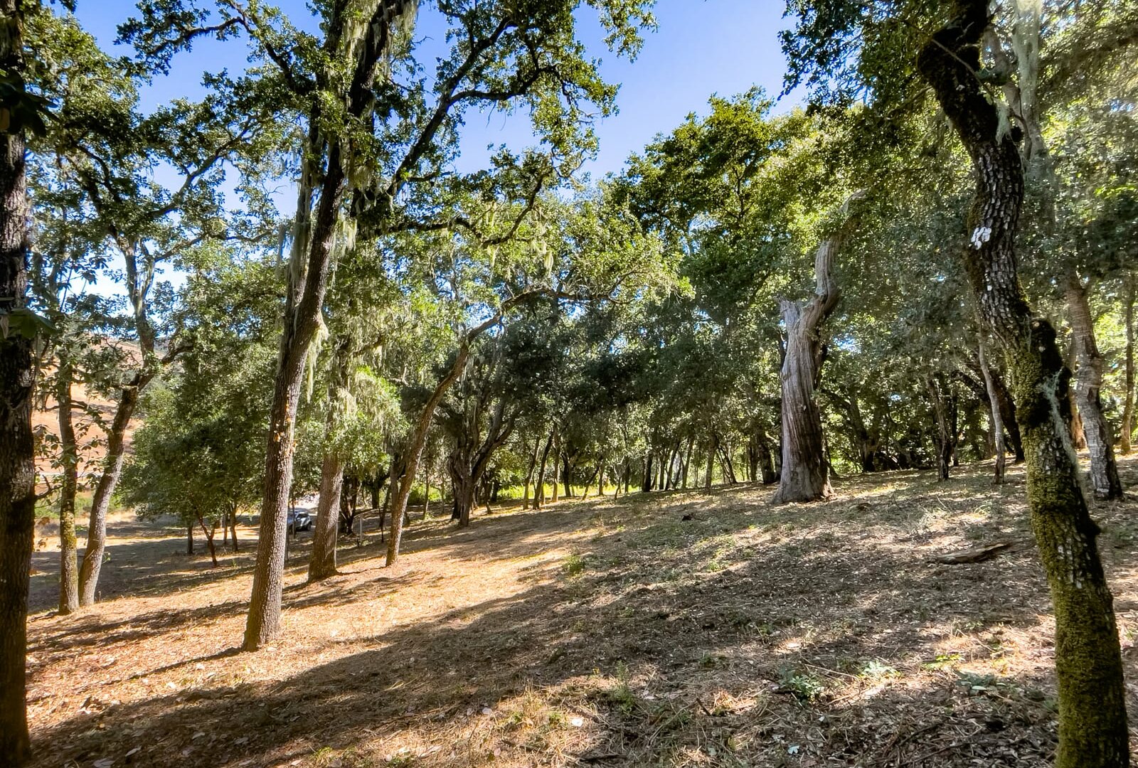 2 Arroyo Sequoia - © La Tierra Realty 2023 -Lot 88_07_2199 - 3