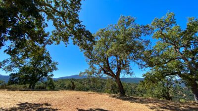 Lot 237 21 Long Ridge at Santa Lucia Preserve