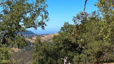 Lot 237 21 Long Ridge at Santa Lucia Preserve