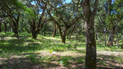 3 - 9 Garzas Trail-3