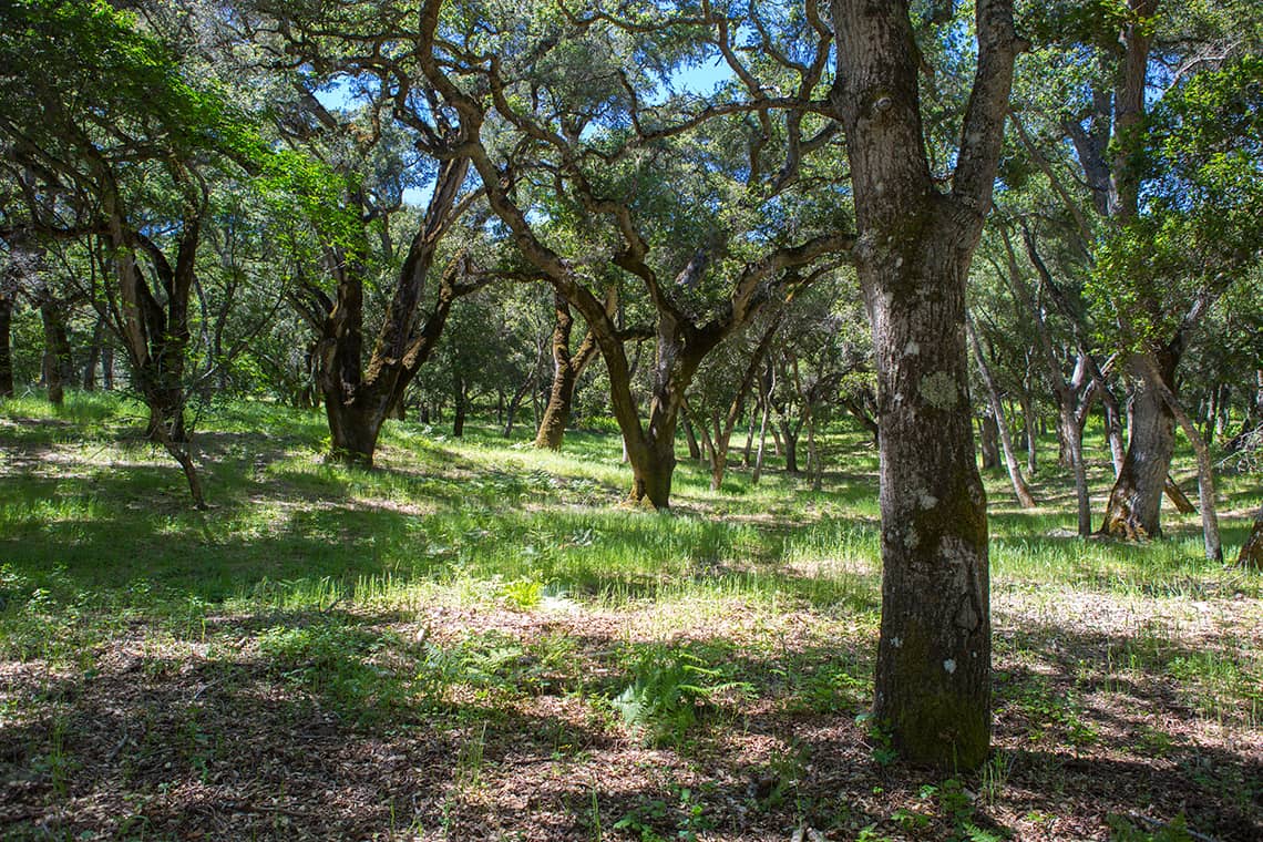 3 - 9 Garzas Trail-3
