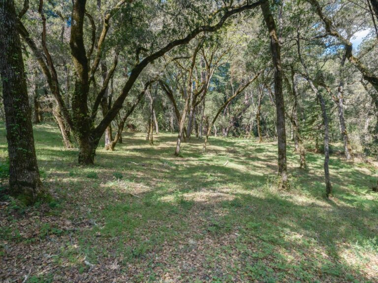 Exterior photo of a grassy field with tall oak trees scattered closely around the area on Robinson Canyon Trail at The Santa Lucia Preserve.