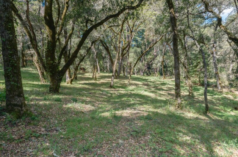 Exterior photo of a grassy field with tall oak trees scattered closely around the area on Robinson Canyon Trail at The Santa Lucia Preserve.