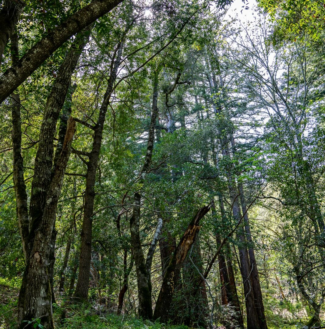 35000 robinson canyon road - compass realty 2022-11