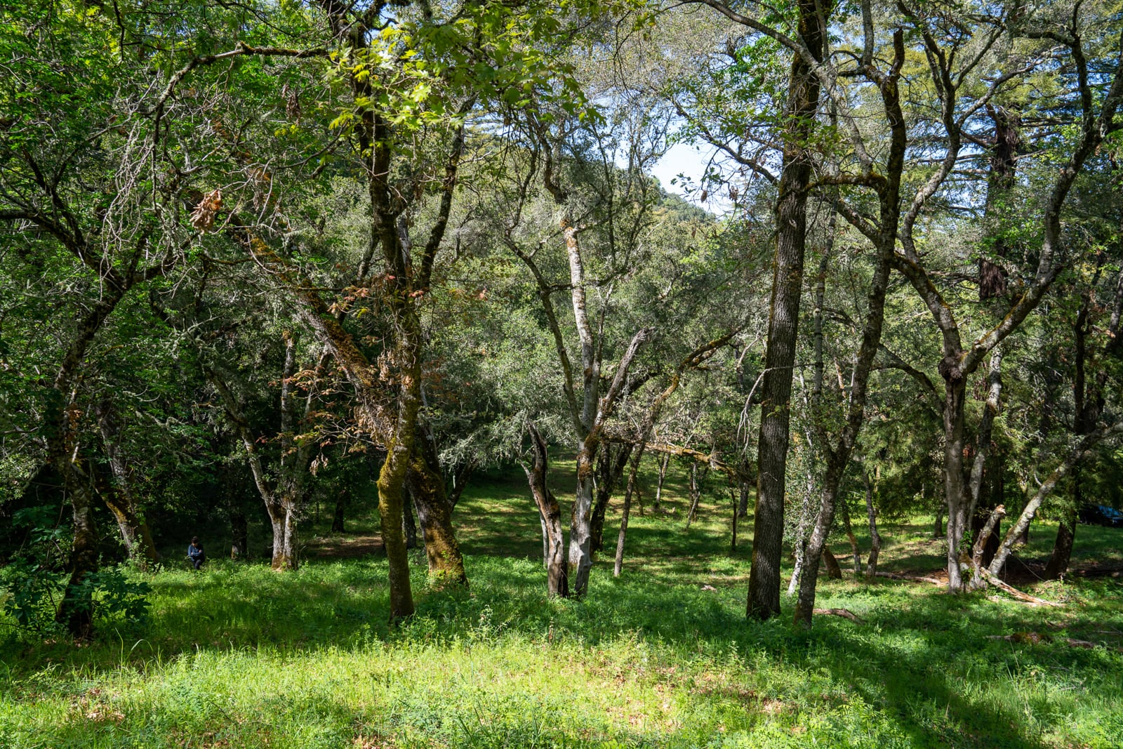 35000 robinson canyon road - compass realty 2022-12