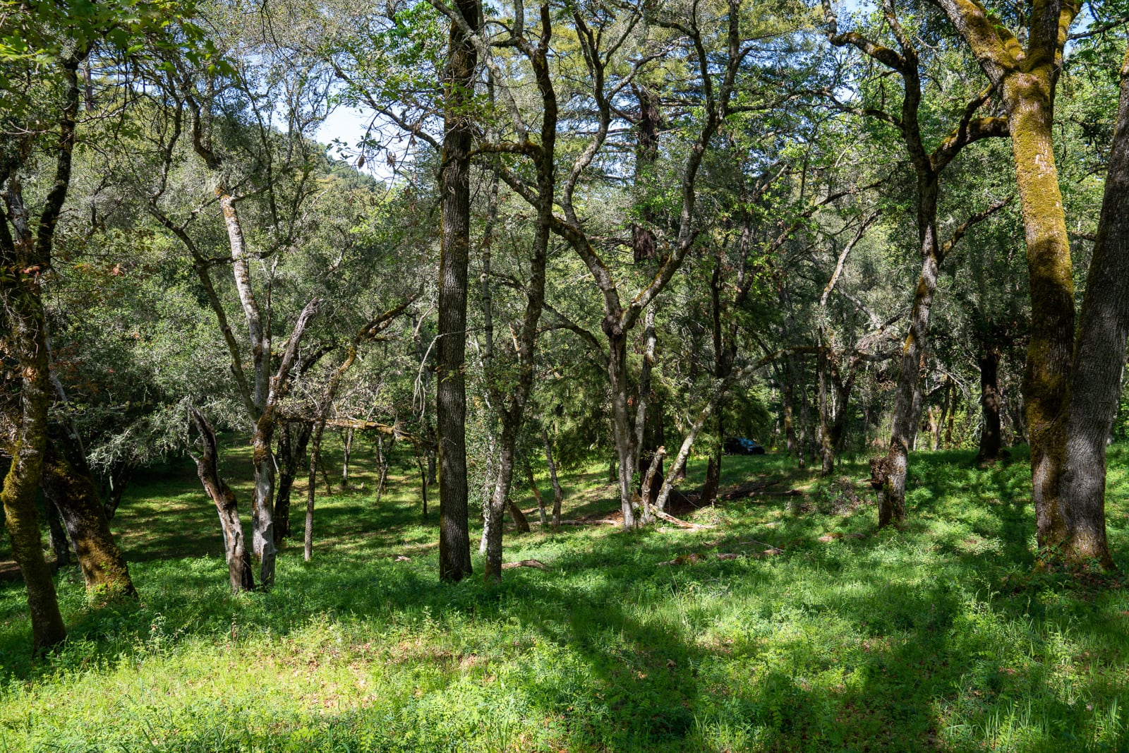 35000 robinson canyon road - compass realty 2022-13