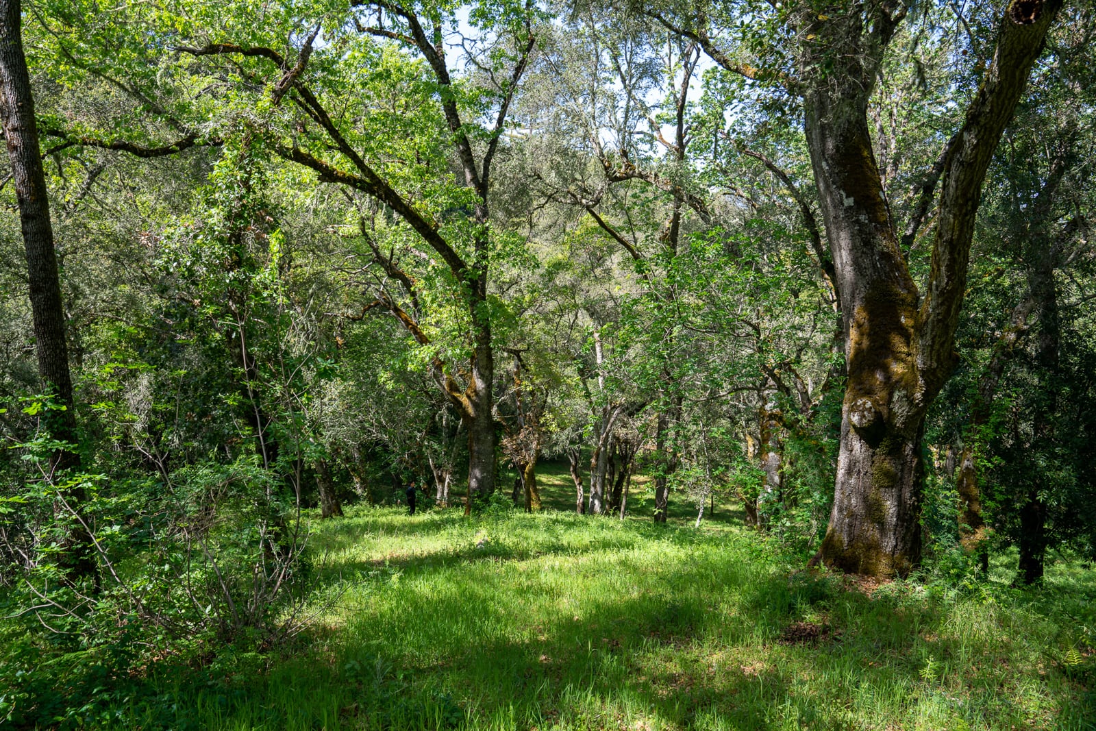 35000 robinson canyon road - compass realty 2022-14