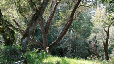 35000 robinson canyon road - compass realty 2022-17