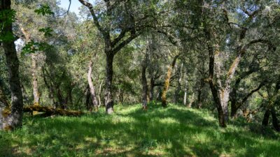 35000 robinson canyon road - compass realty 2022-18