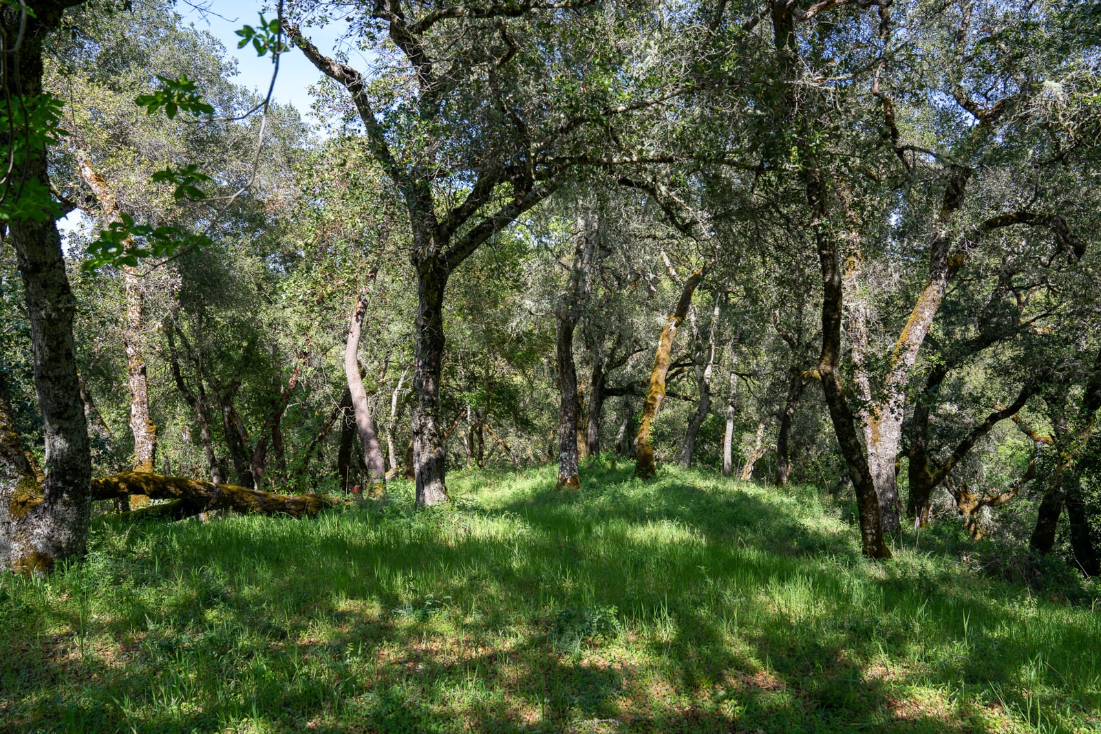 35000 robinson canyon road - compass realty 2022-18