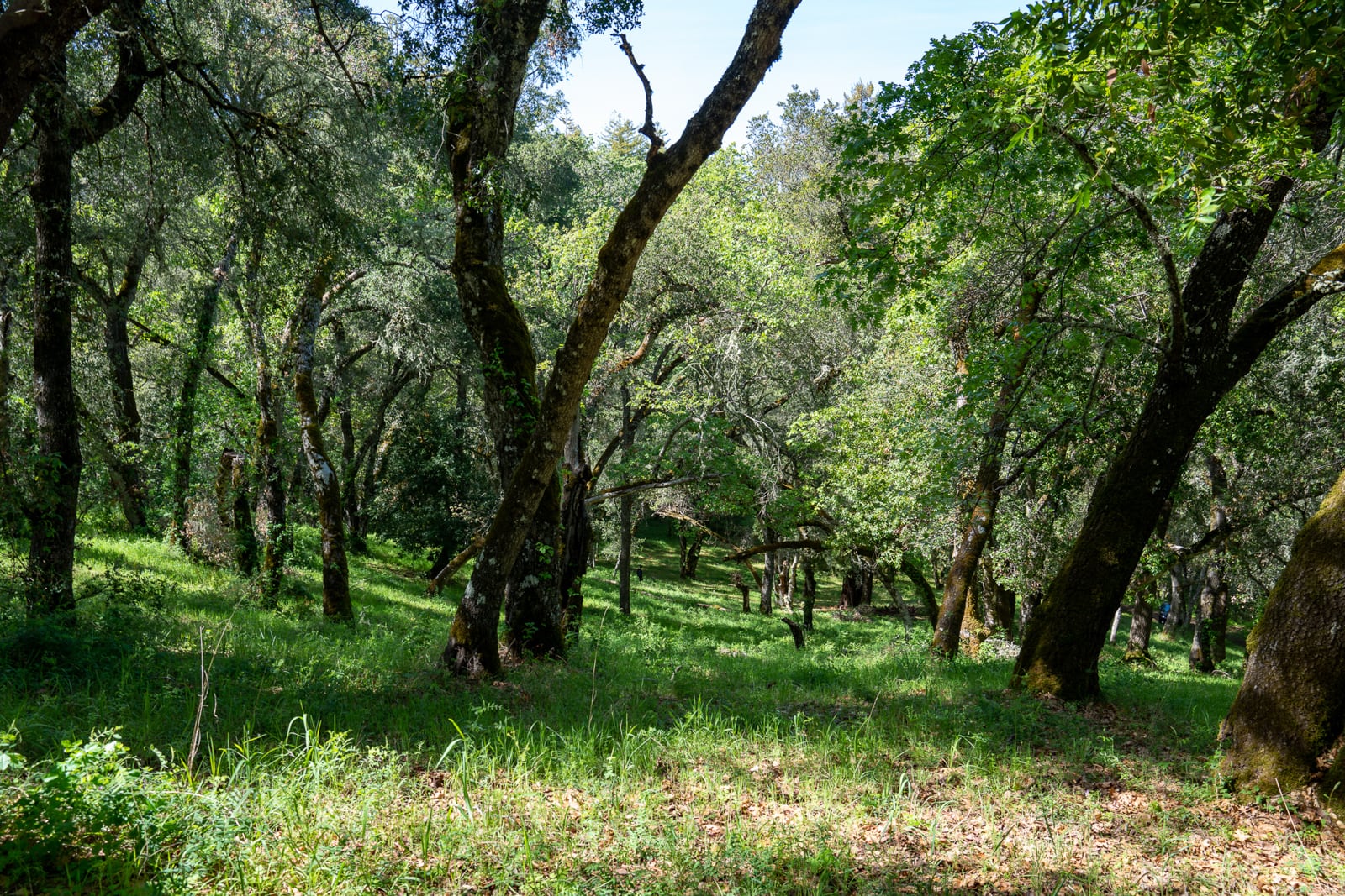 35000 robinson canyon road - compass realty 2022-20