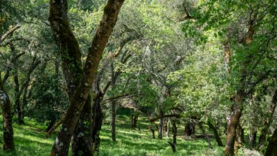 35000 robinson canyon road - compass realty 2022-21