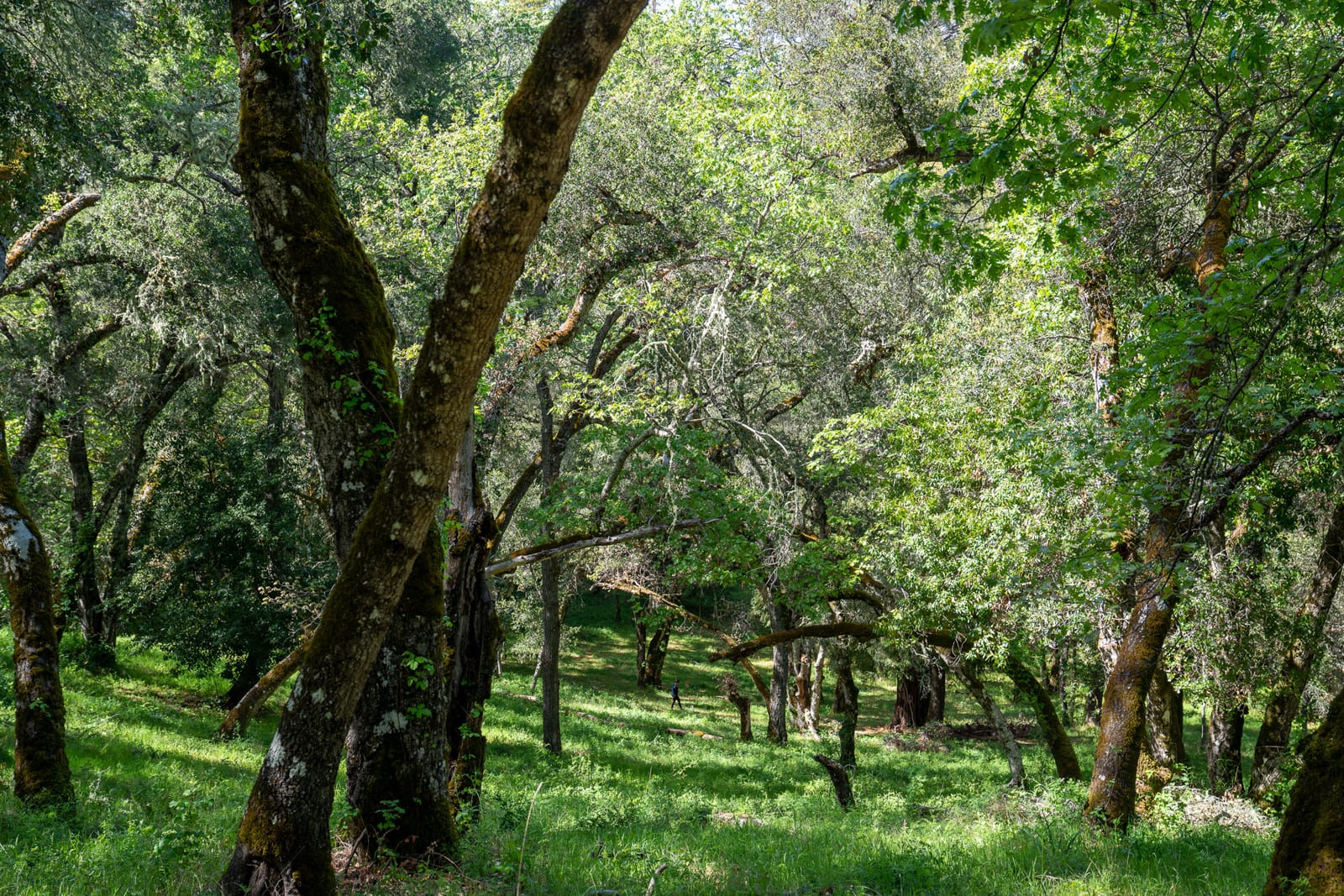 35000 robinson canyon road - compass realty 2022-21