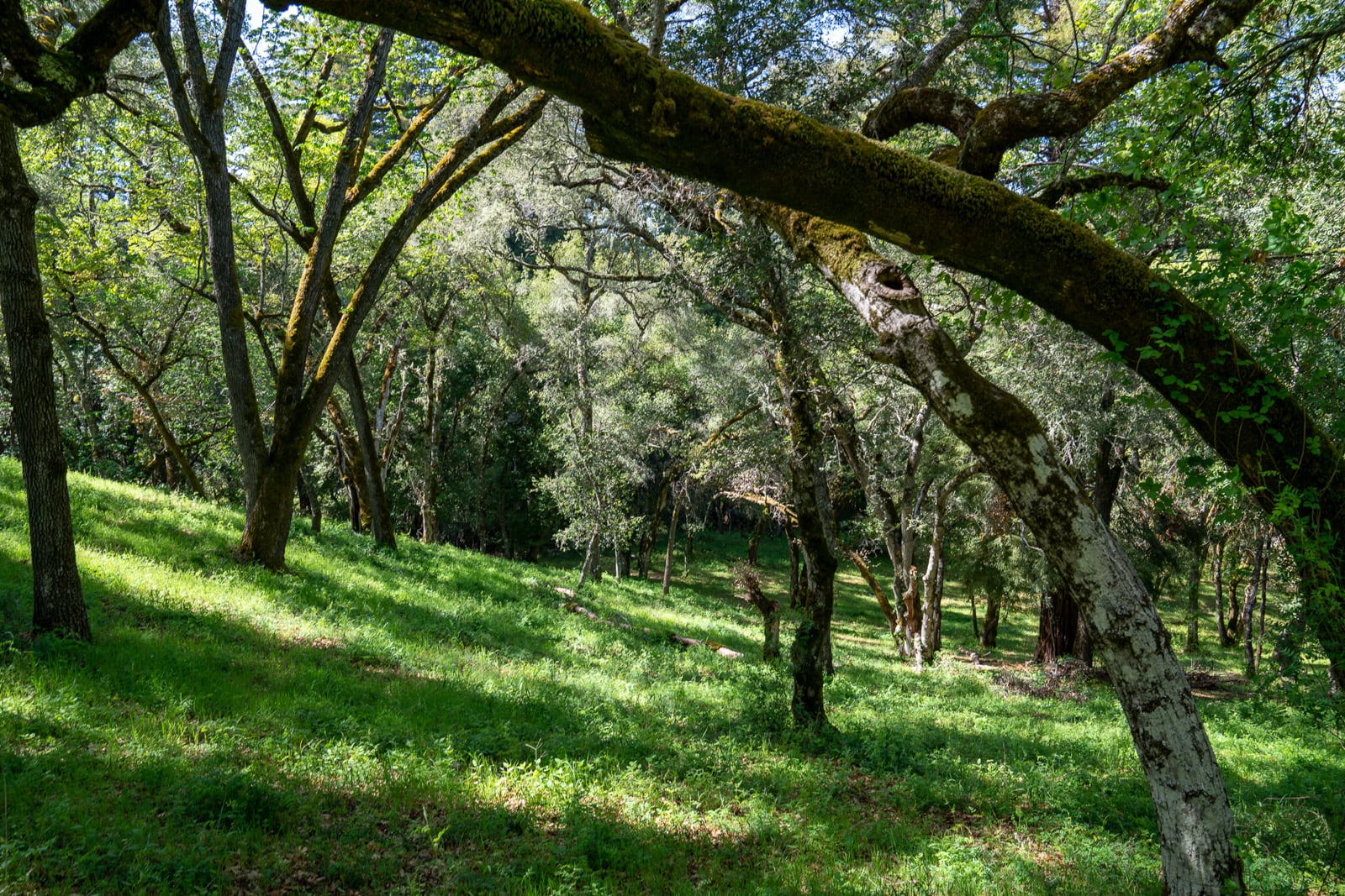 35000 robinson canyon road - compass realty 2022-23