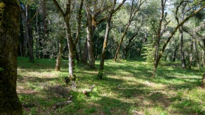 35000 robinson canyon road - compass realty 2022-4