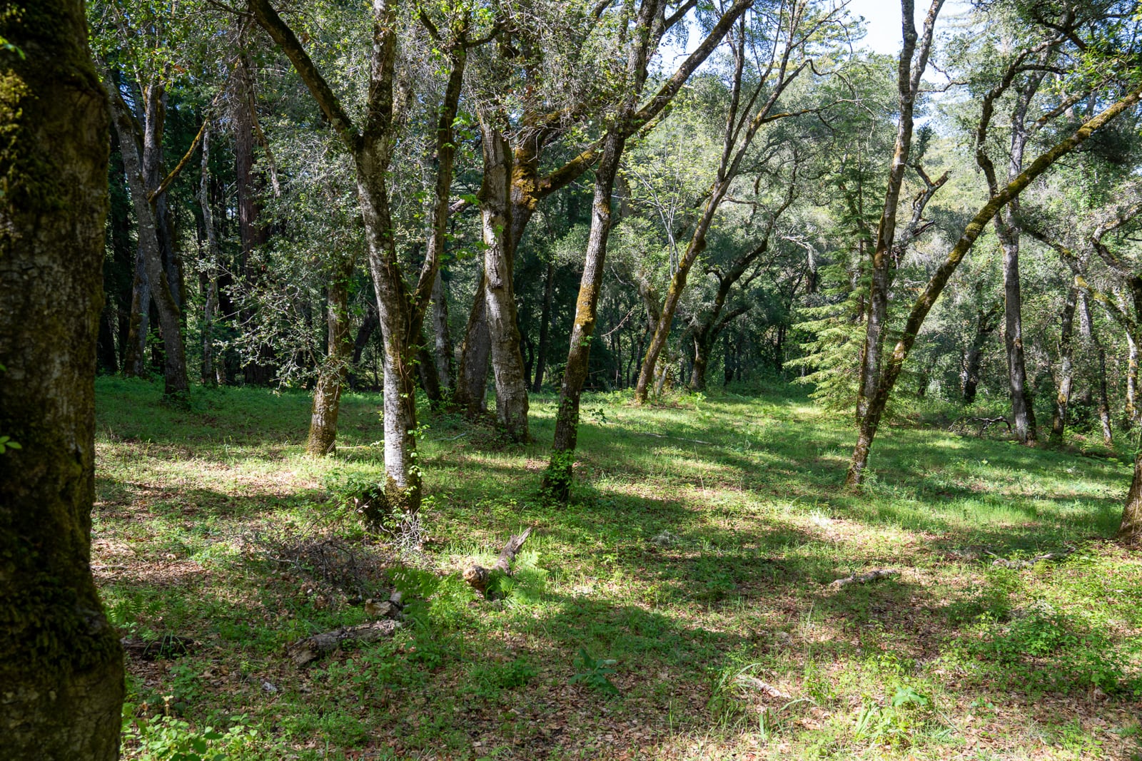 35000 robinson canyon road - compass realty 2022-4
