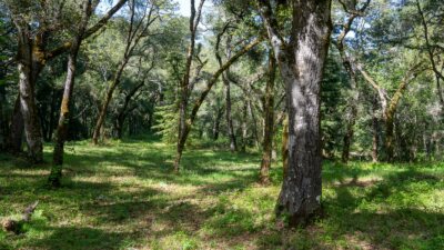 35000 robinson canyon road - compass realty 2022-5