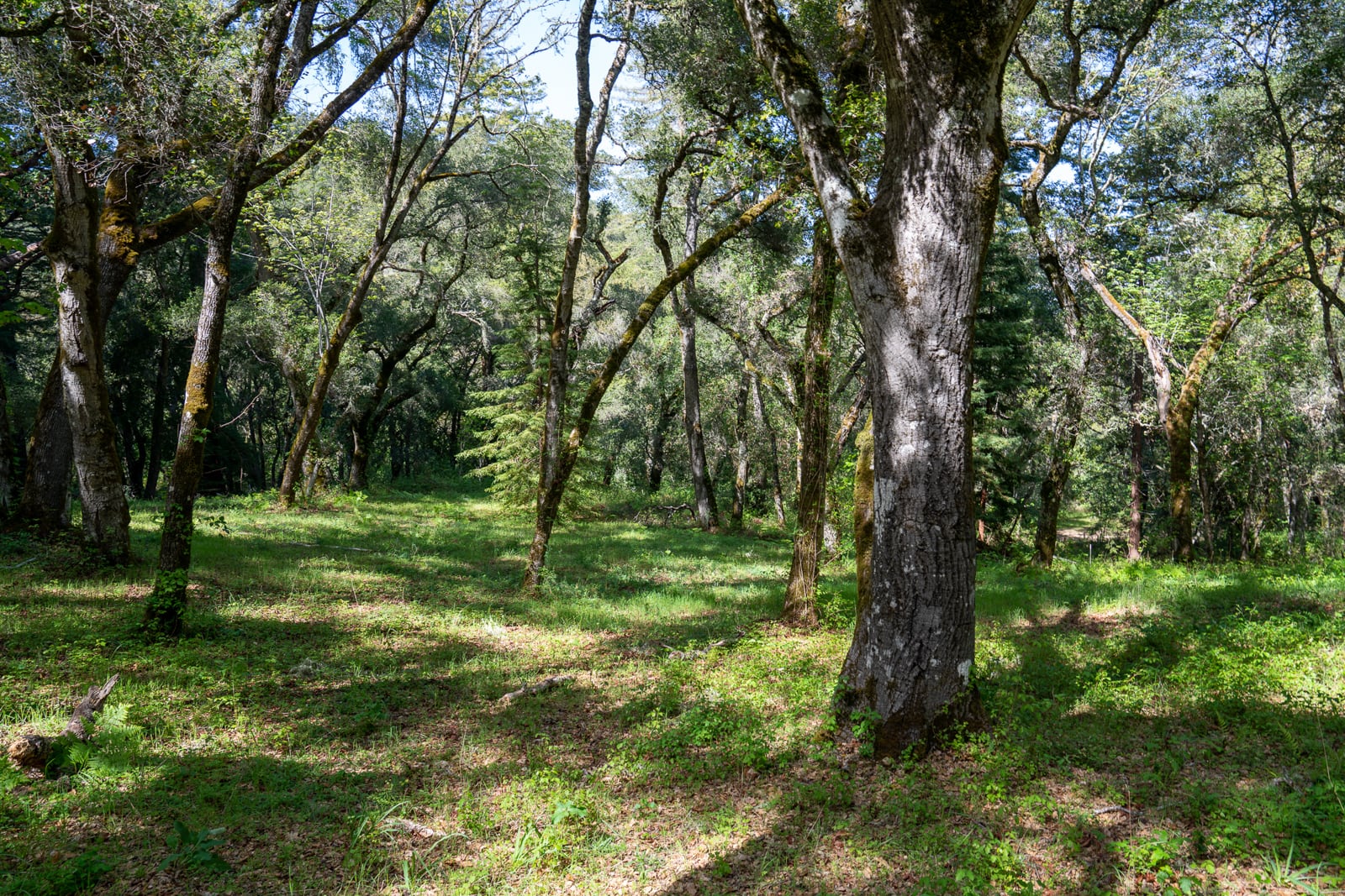 35000 robinson canyon road - compass realty 2022-5