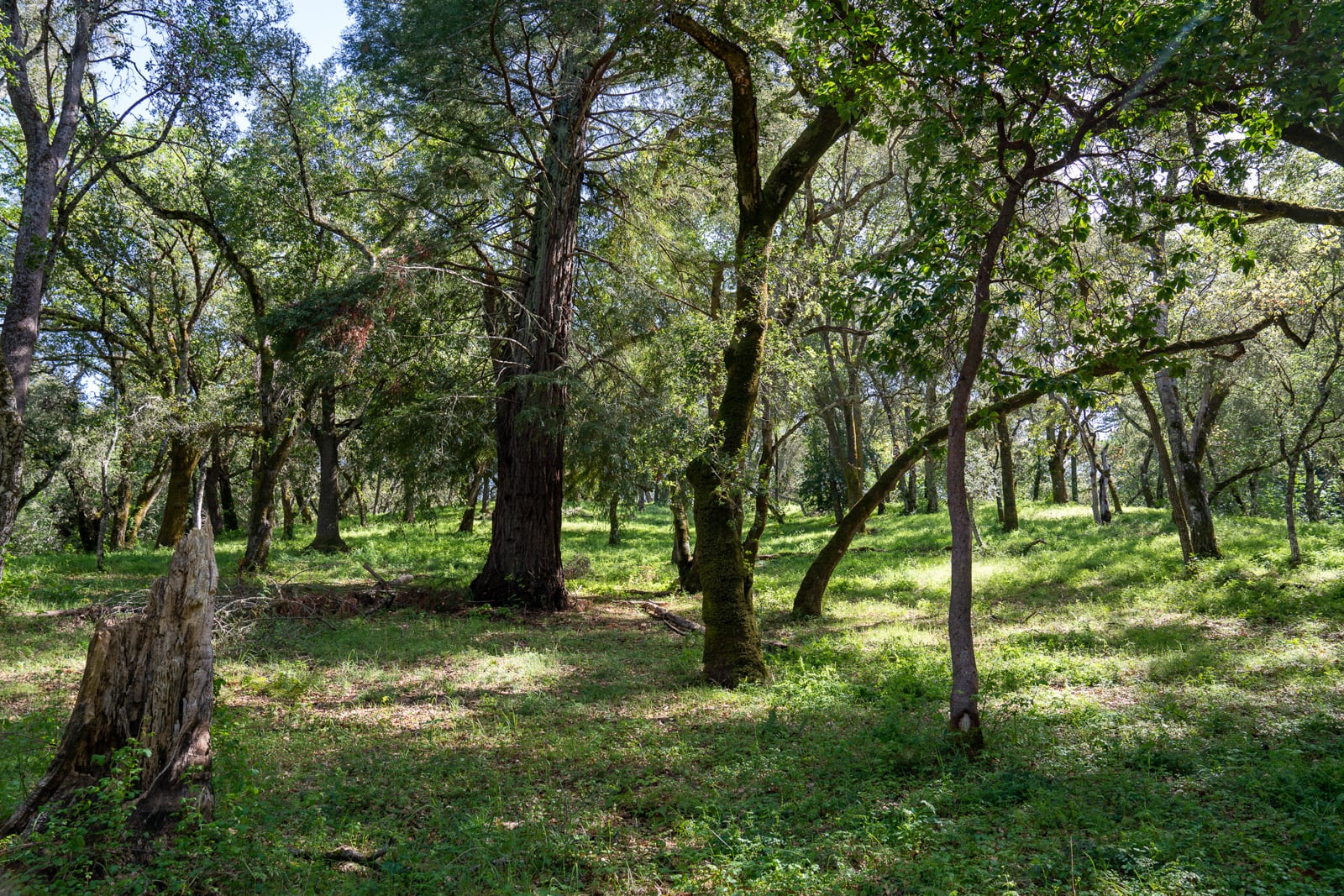 35000 robinson canyon road - compass realty 2022-7