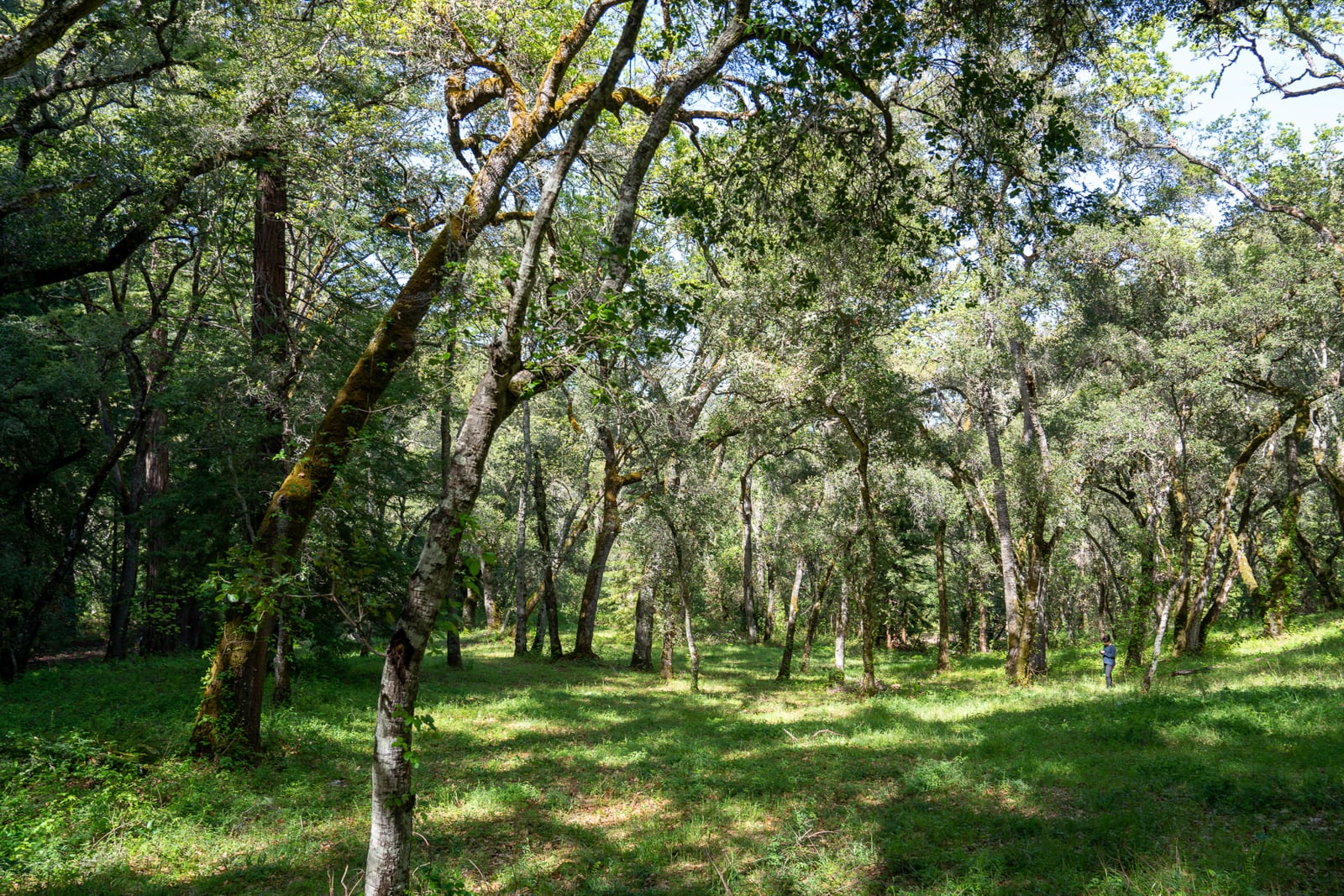 35000 robinson canyon road - compass realty 2022-9