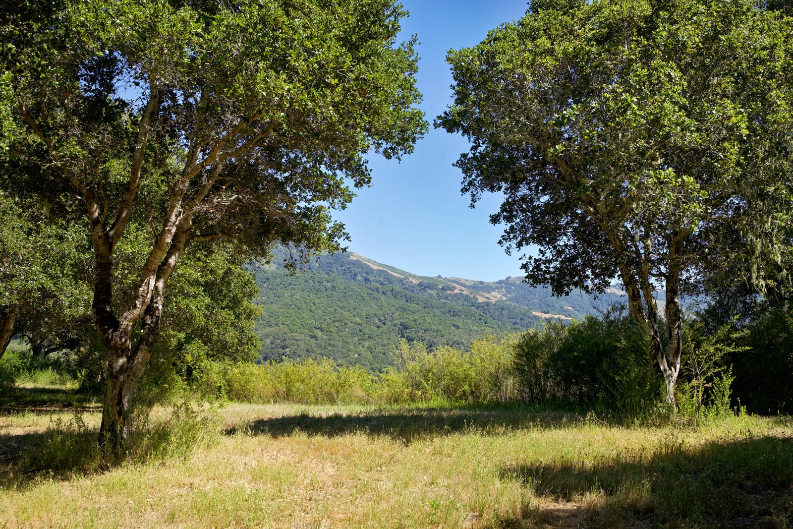 4 Holding Field Run - MLS2_A7200757_Radiant - © Compass Realty 2025