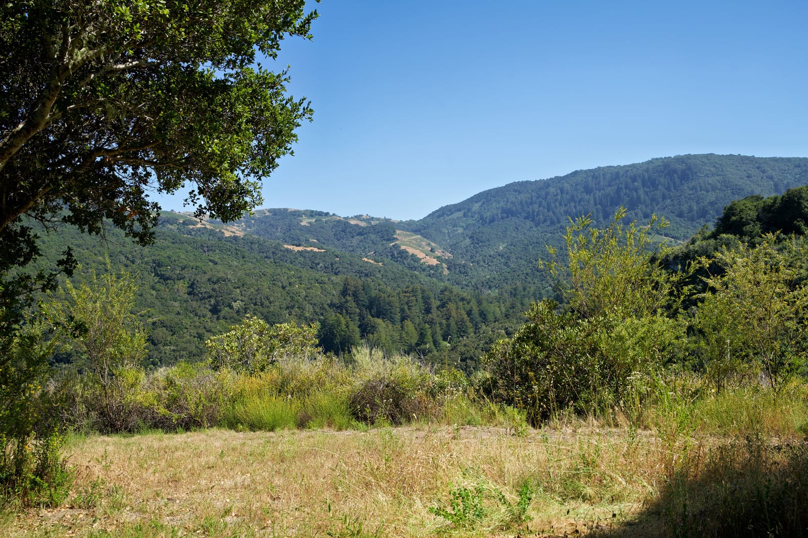 4 Holding Field Run - MLS3_A7200778_Radiant - © Compass Realty 2025