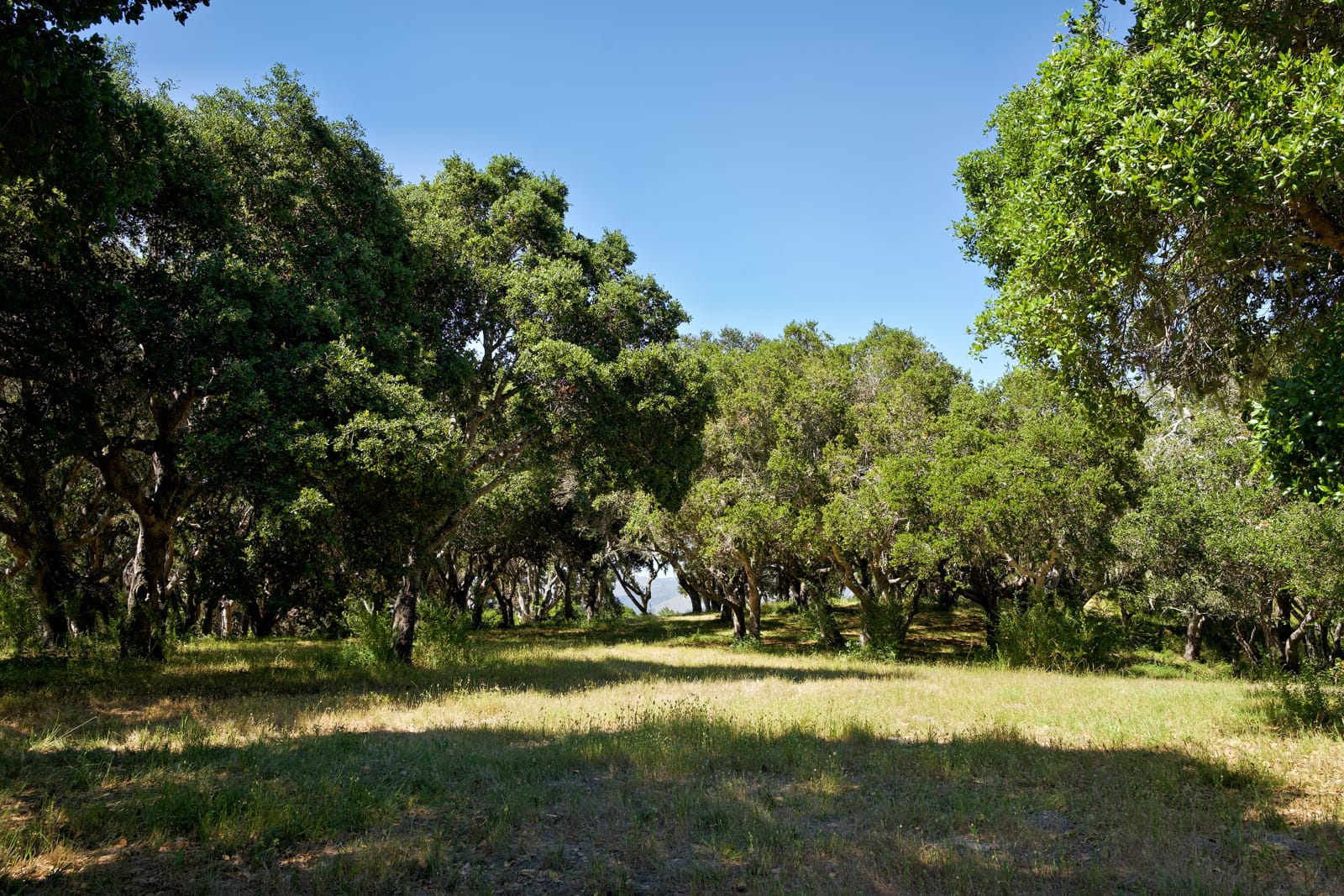 4 Holding Field Run - MLS5_A7200772_Radiant - © Compass Realty 2025