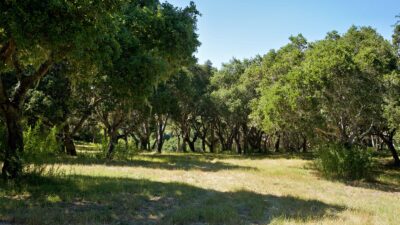 4 Holding Field Run - MLS6_A7200775_Radiant - © Compass Realty 2025