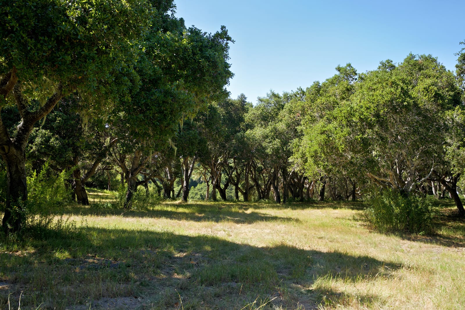 4 Holding Field Run - MLS6_A7200775_Radiant - © Compass Realty 2025