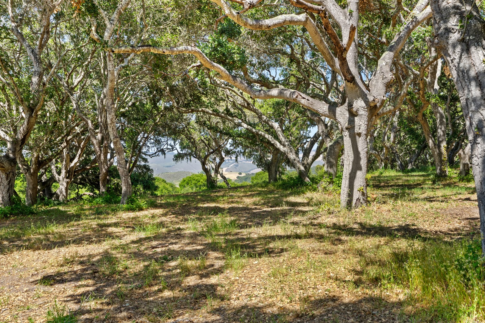 4 Holding Field Run - MLS8_A7200737 - © Compass Realty 2025