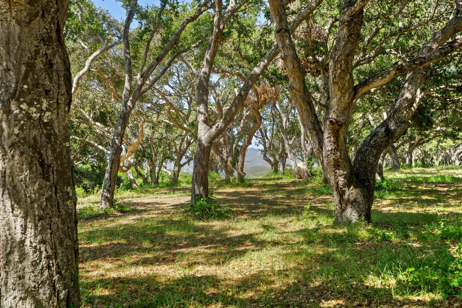 4 Holding Field Run - MLS9_A7200743 - © Compass Realty 2025