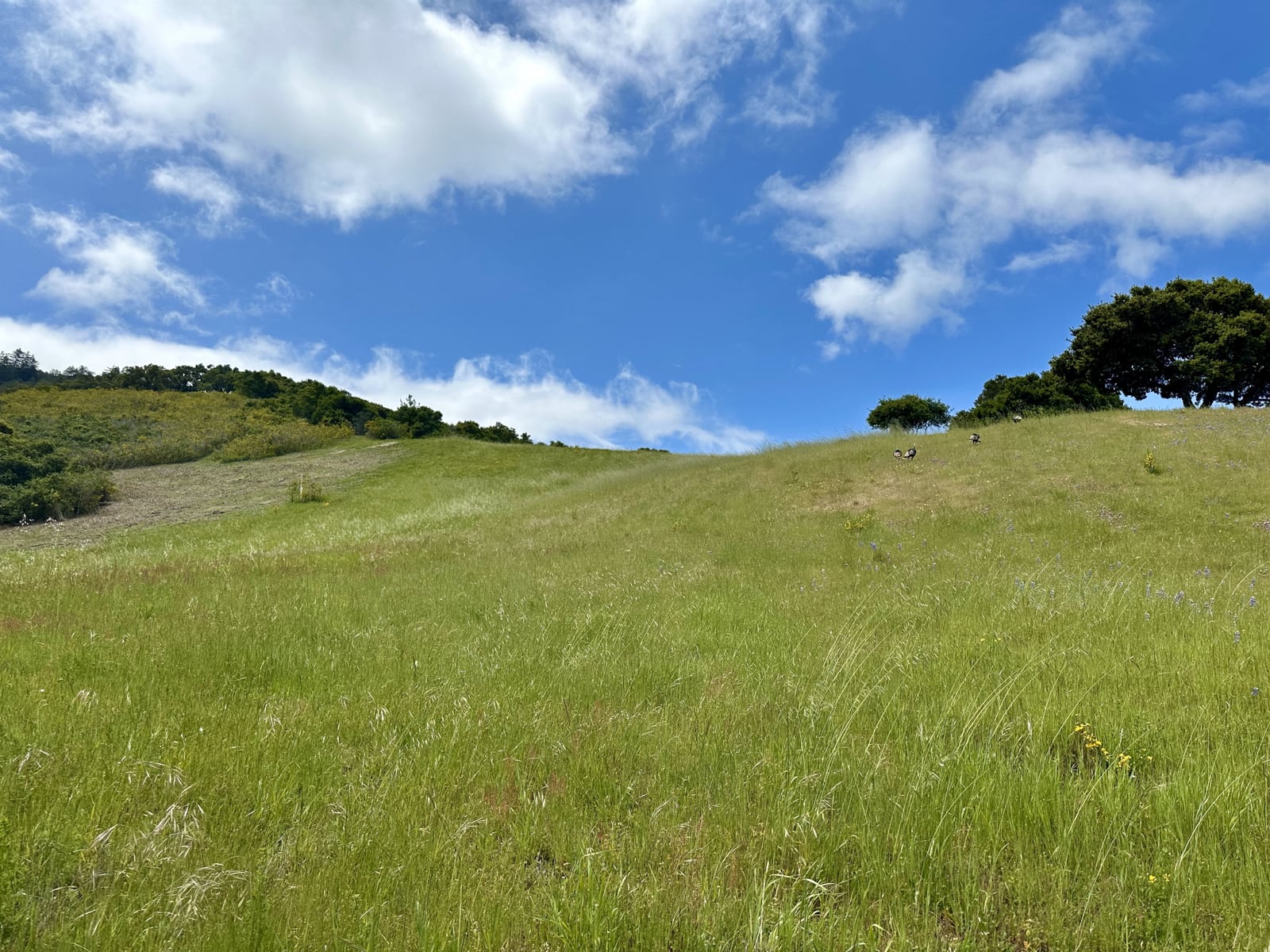 5 29 PT - 29 Potrero Trail - © Carmel Realty Company 2025