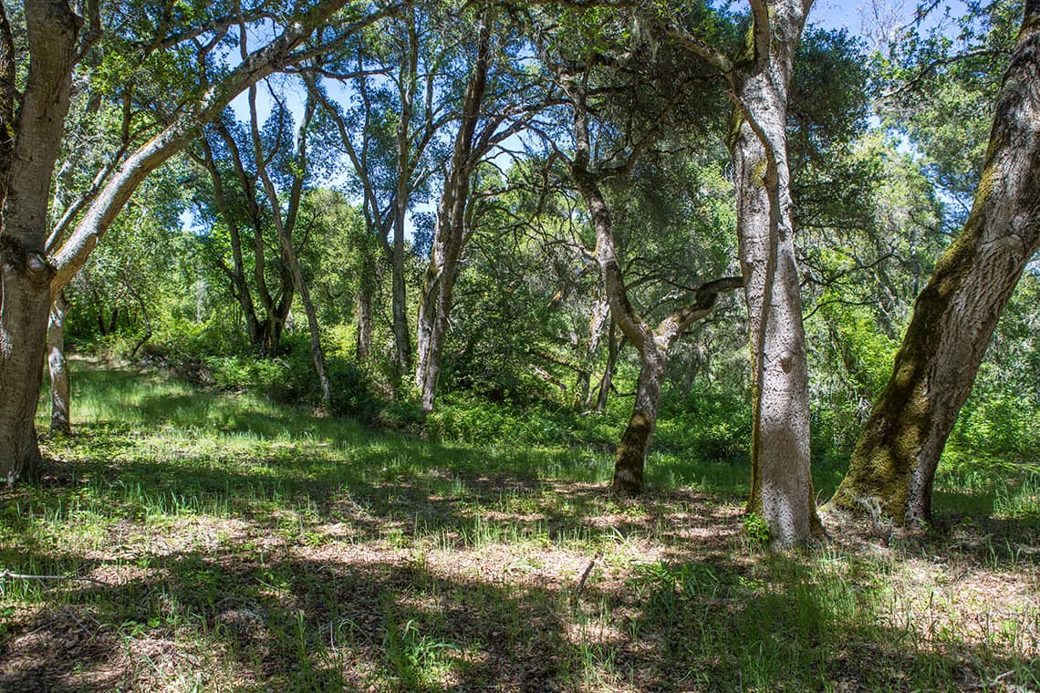 5 - 9 Garzas Trail-5