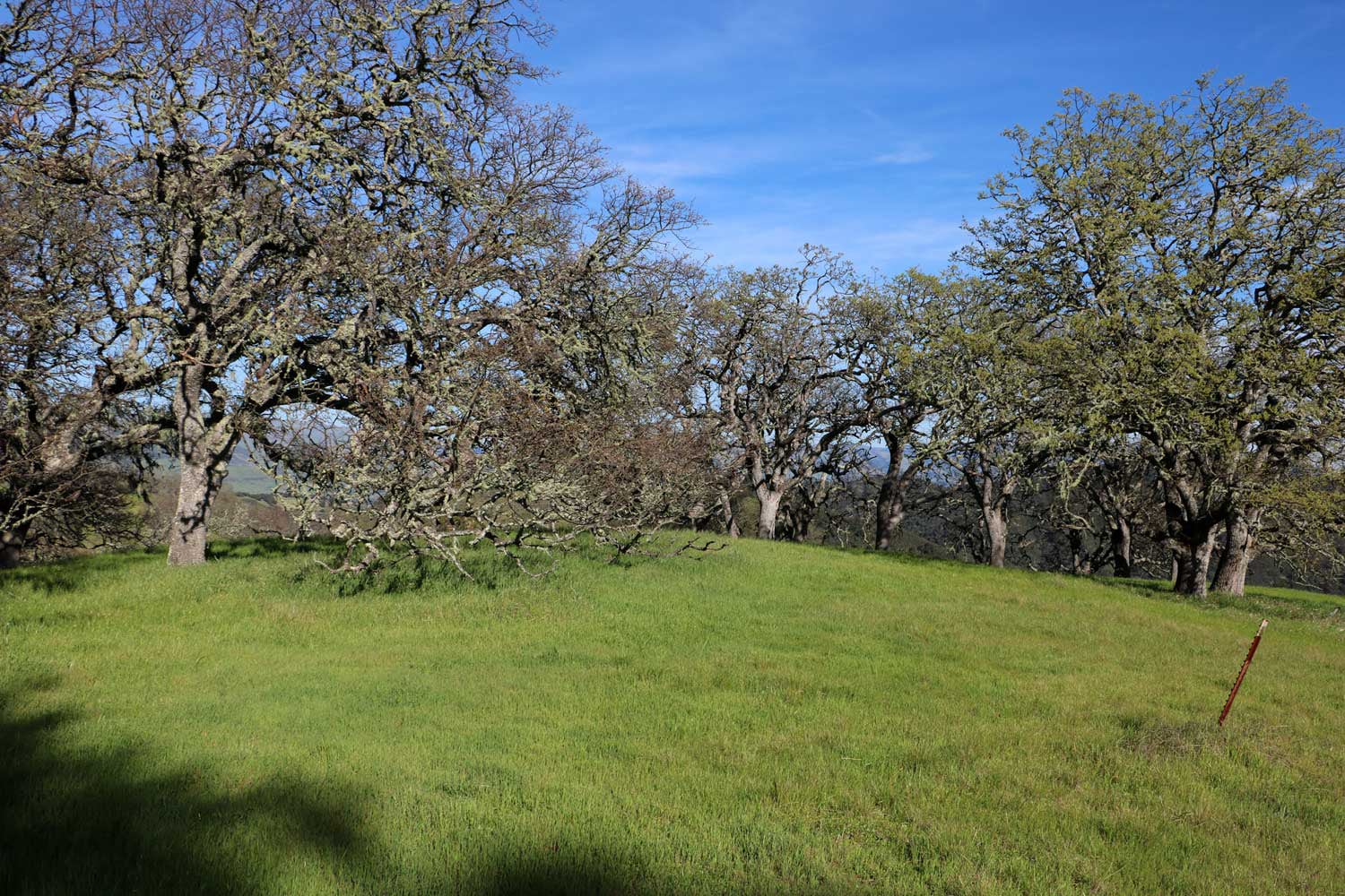 5 Black Mountain Trail - IMG_0791 - © Bambace Peterson 2025