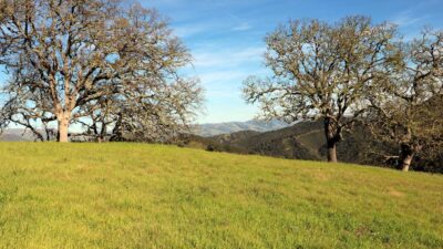 5 Black Mountain Trail - IMG_0794 - © Bambace Peterson 2025