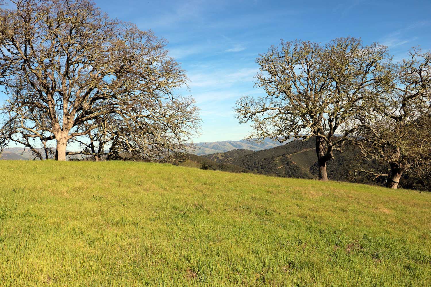 5 Black Mountain Trail - IMG_0794 - © Bambace Peterson 2025