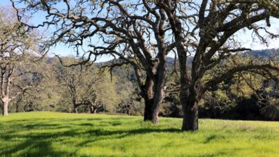 5 Black Mountain Trail - IMG_0797 - © Bambace Peterson 2025