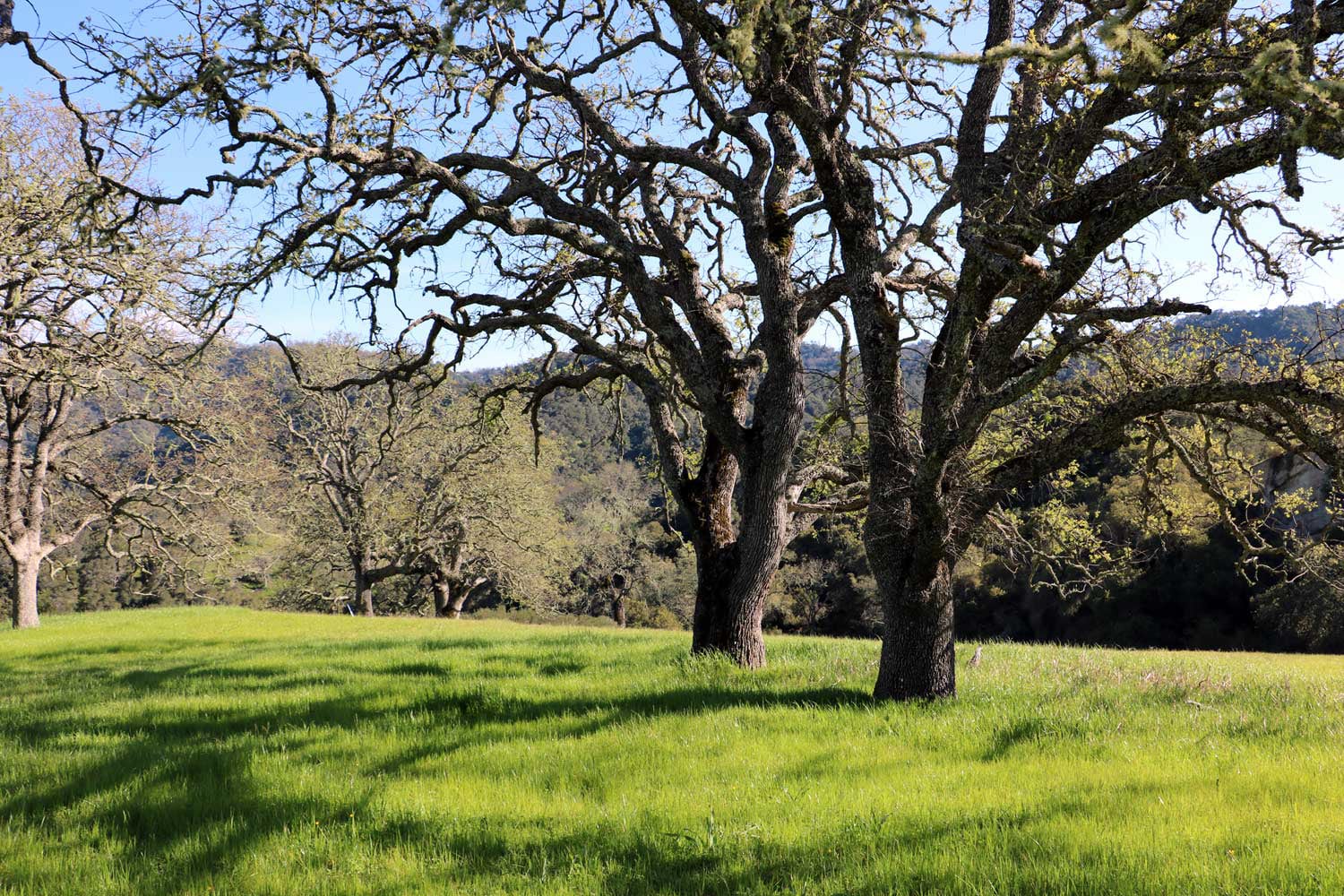 5 Black Mountain Trail - IMG_0797 - © Bambace Peterson 2025