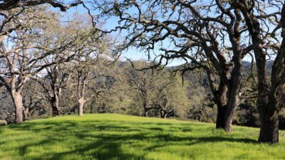 5 Black Mountain Trail - IMG_0798 - © Bambace Peterson 2025