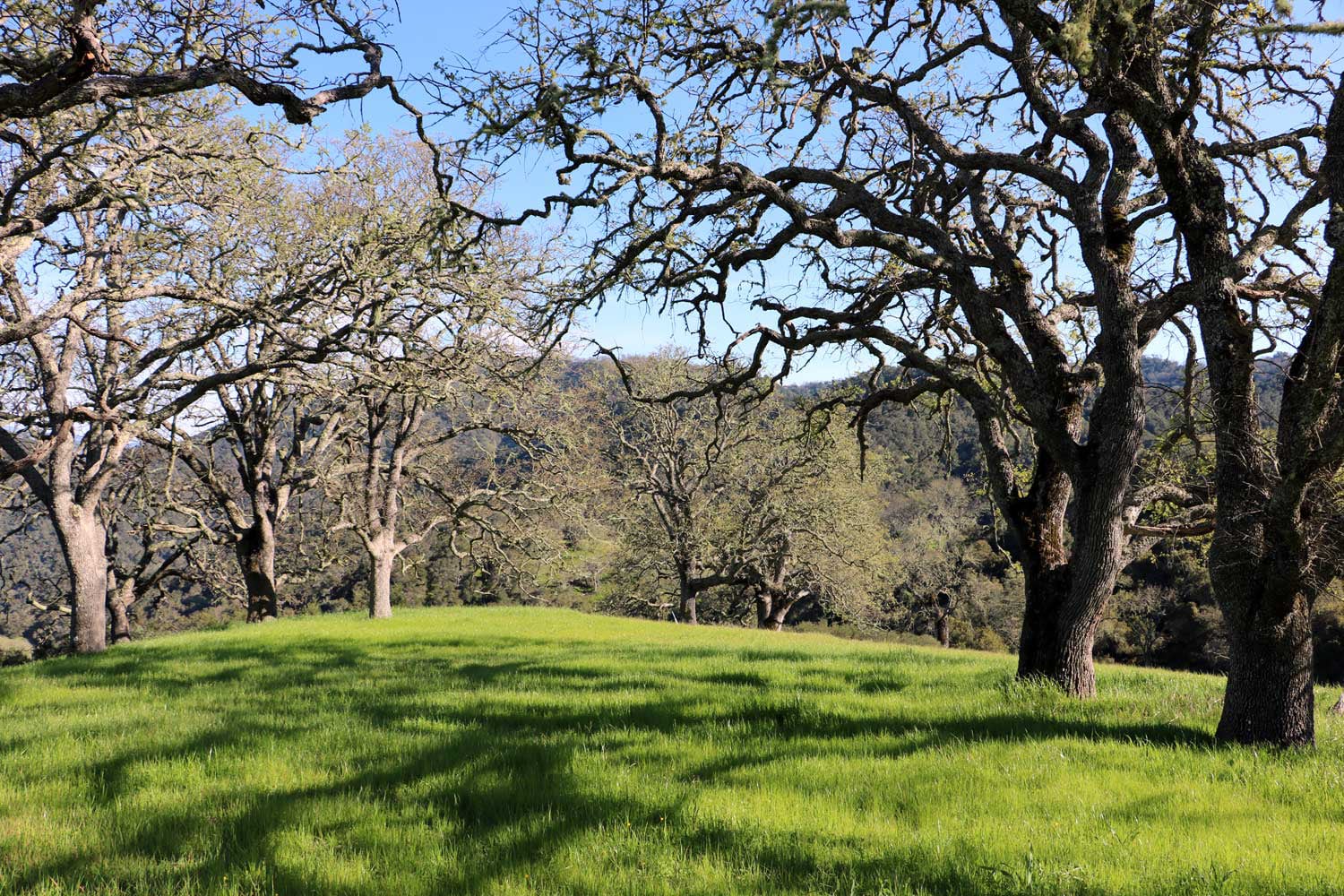 5 Black Mountain Trail - IMG_0798 - © Bambace Peterson 2025