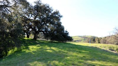 5 Black Mountain Trail - IMG_0799 - © Bambace Peterson 2025