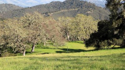 5 Black Mountain Trail - IMG_0802 - © Bambace Peterson 2025