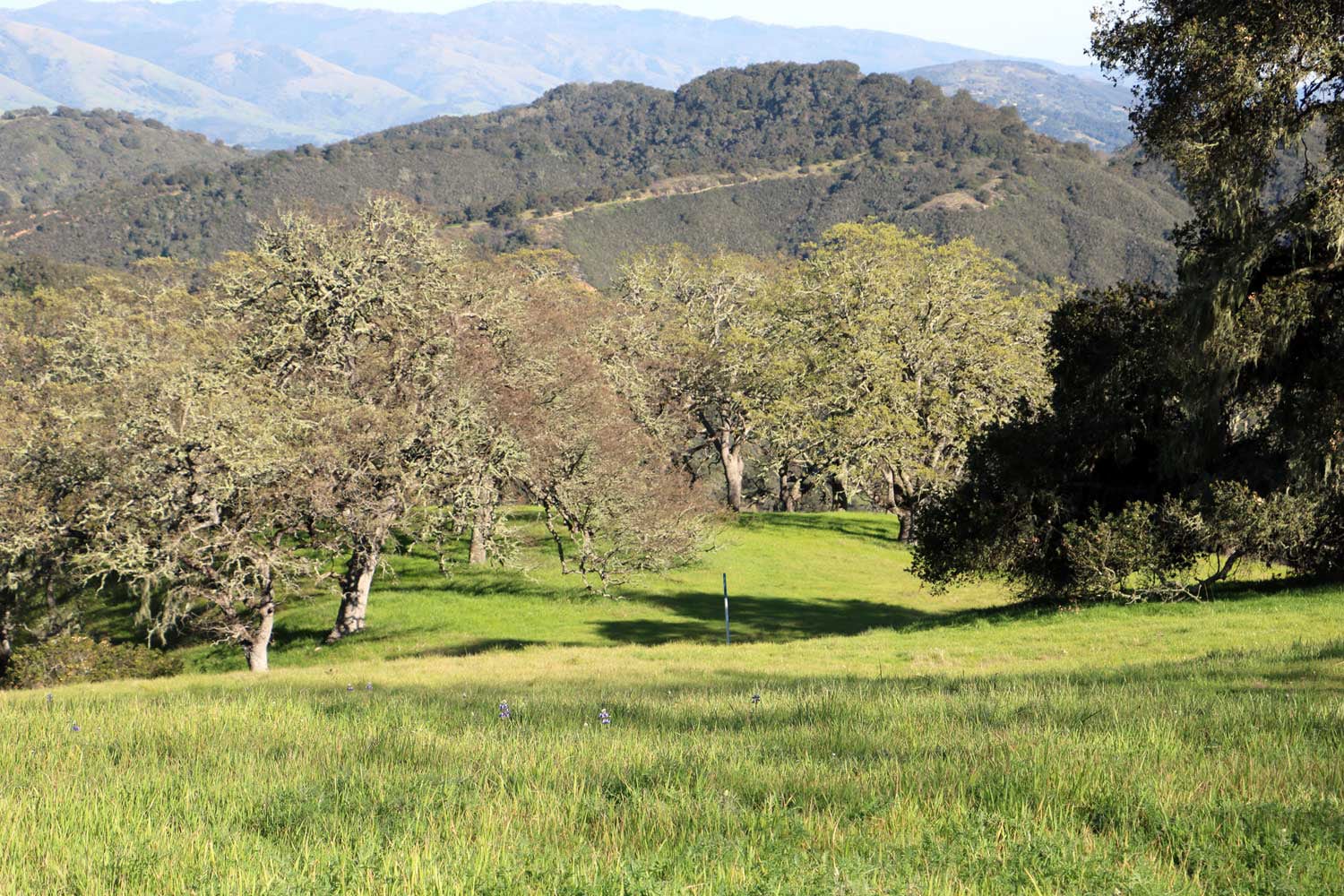 5 Black Mountain Trail - IMG_0802 - © Bambace Peterson 2025