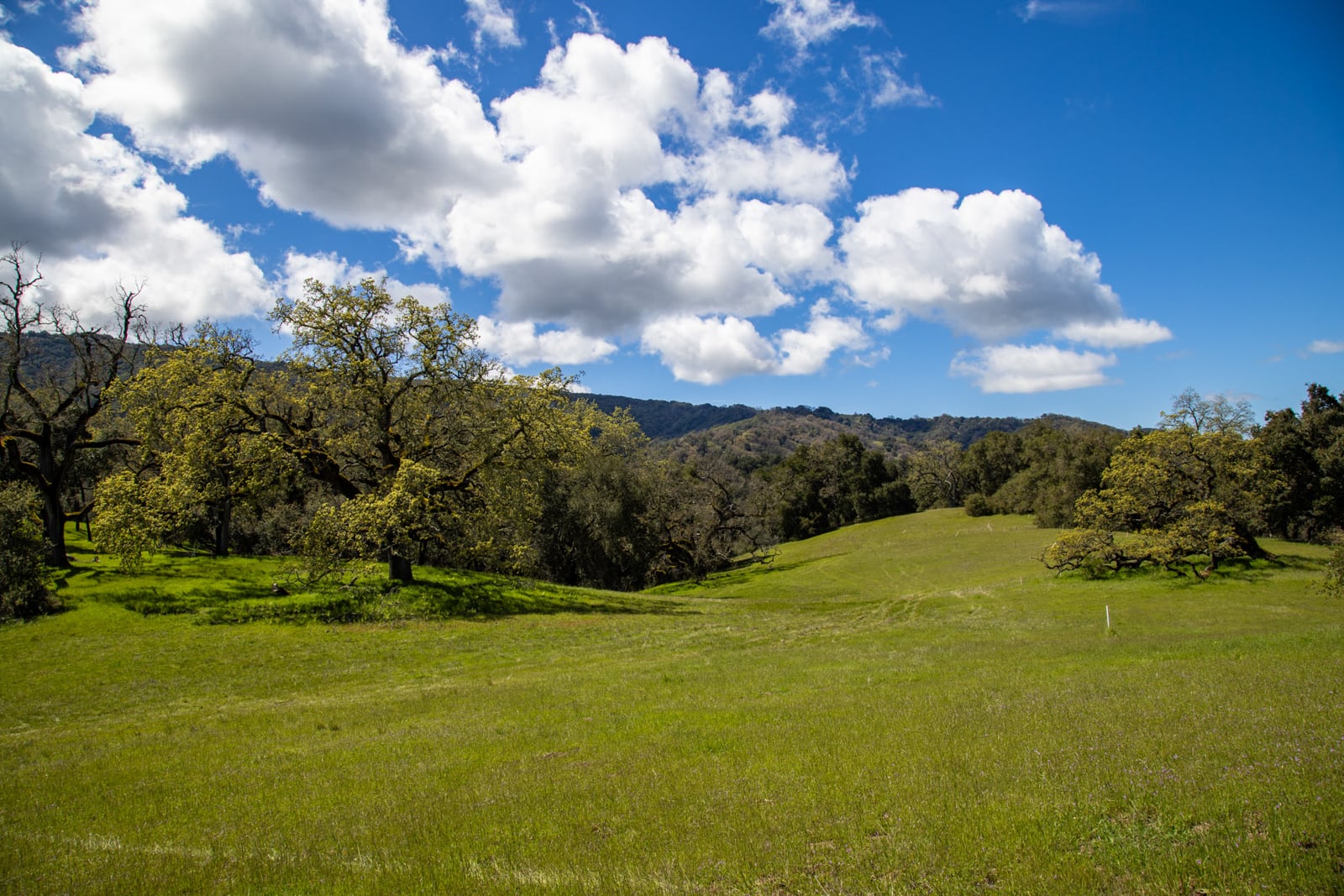 6 29 AS - 29 Arroyo Sequoia - © Carmel Realty Company 2025